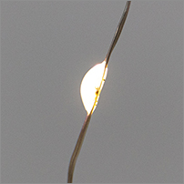 led гирлянда-занавес Neon-Night 315-885 - светодиоды в форме капель росы